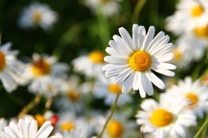 daisies-276112_1280