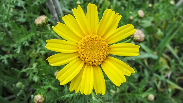 Arnica montana